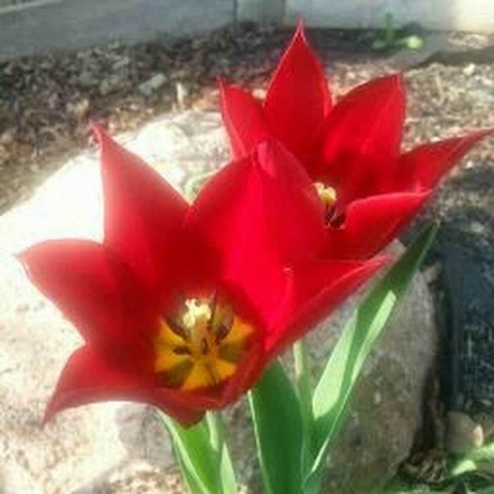 Meet your Posher, Annie